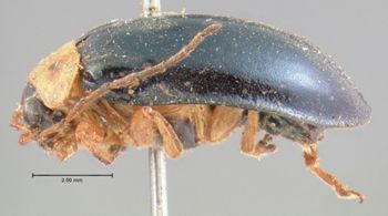 Media type: image; Entomology 17537   Aspect: habitus lateral view